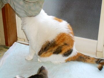 6月12日（15）仮