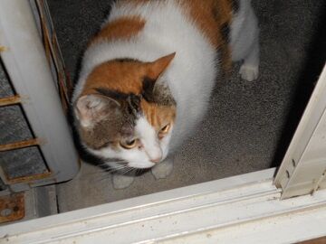 9月17日（5-4）仮