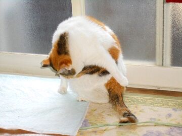 6月12日（11）仮