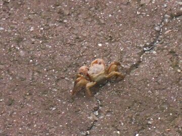 7月23日（14）仮