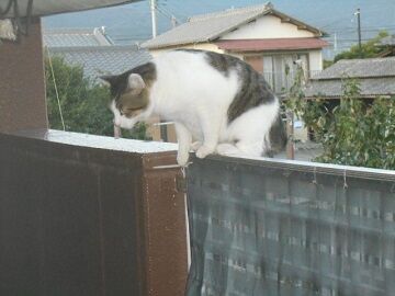 10月4日（68）仮