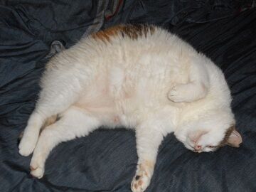 6月30日（14）仮