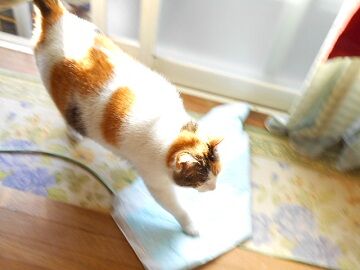 5月10日（13）仮