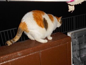 2月17日（38）仮