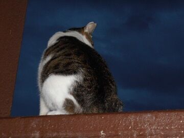 10月11日（38）仮