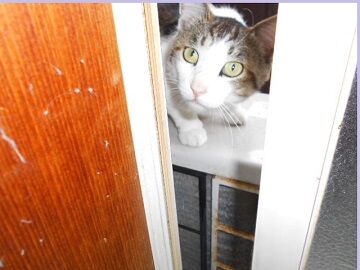 6月15日（24）仮