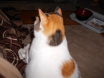 10月9日（18-21）使用