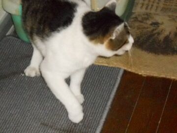 9月20日（65）仮