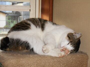 6月20日（27）仮