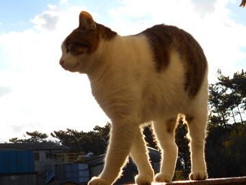 12月29日（43）仮