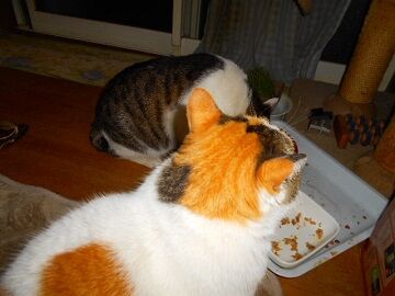 3月19日（27）仮