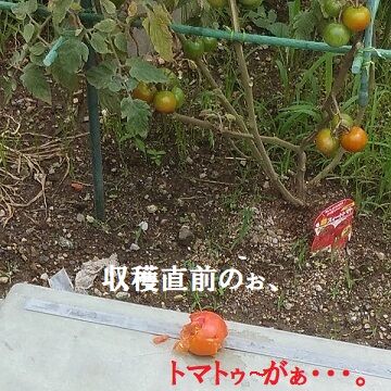 7月21日(11.5)仮