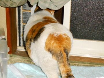 5月23日（51）仮