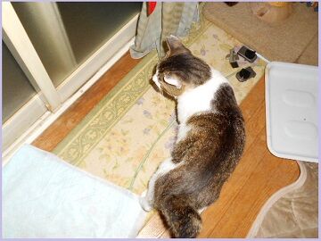 6月13日（72）仮