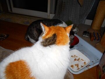 3月19日（24）仮