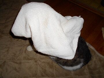 2月22日（16）仮