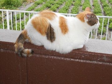 6月29日（100）仮