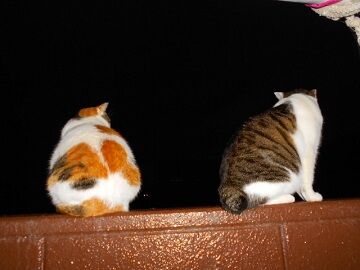 11月28日（46）仮