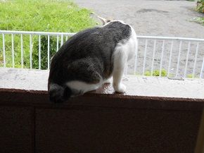 7月16日(20)仮