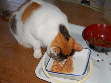 10月4日（56）仮