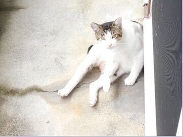 7月19日（30）仮