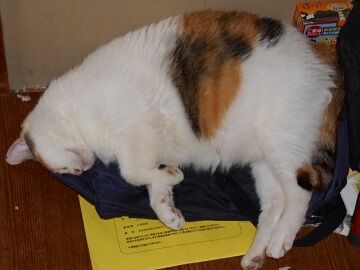 9月17日（6-10）仮