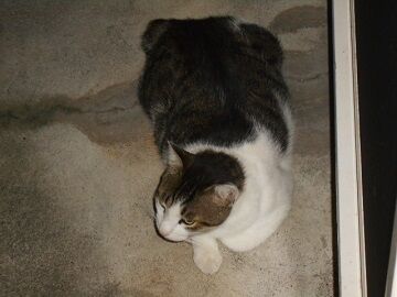 8月18日（28）仮