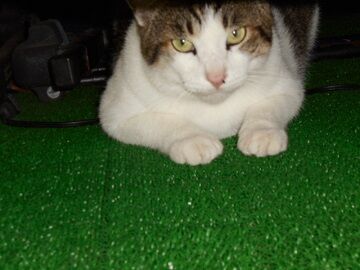 9月16日（26）仮