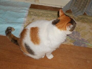 9月26日（52）仮