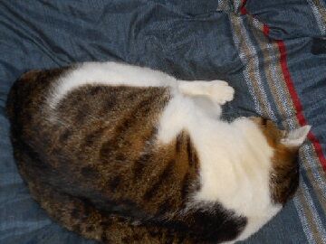 1月14日（12）仮