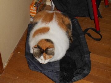 9月23日（3-7）仮