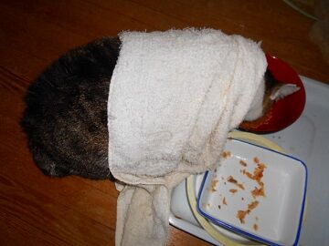 11月24日（4）仮