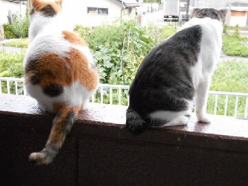 7月26日（81）仮