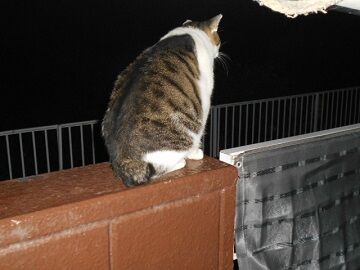 9月17日（2-8）仮