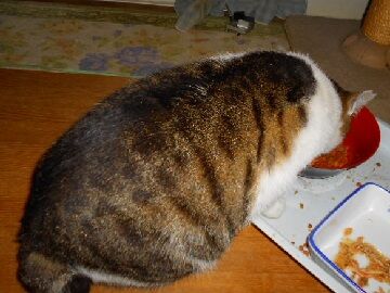 4月12日（32）仮