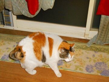 3月24日（18）仮