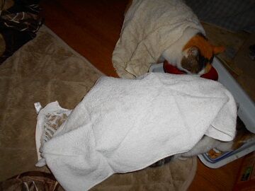 2月22日（15）仮