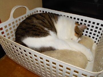 11月13日（31）仮