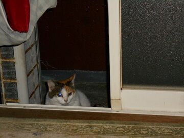 9月16日（5-1）仮