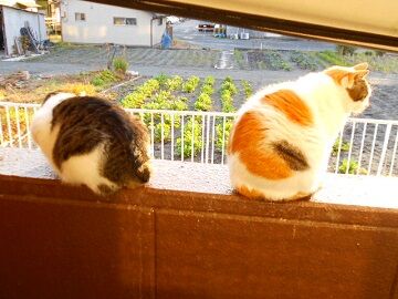 12月29日（33）仮