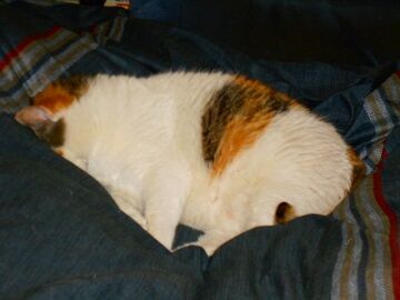 5月22日（39）仮