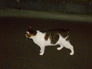 10月20日（47）仮