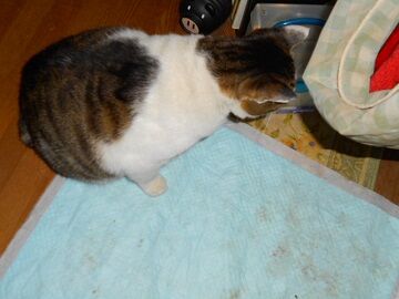 12月17日（21）仮