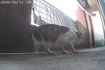 2月11日（35.5）仮