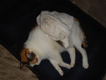 7月27日（14）仮