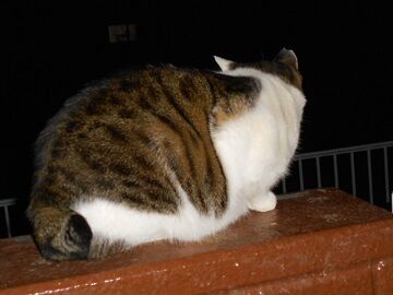 12月12日（35）仮