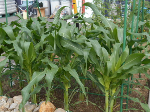 DSCN1998