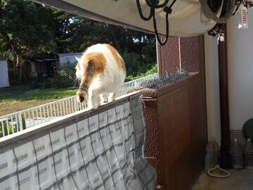 9月11日（6-3）仮