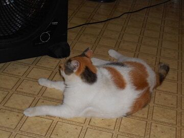 8月10日（25）仮