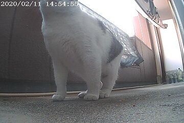 2月11日（45）仮